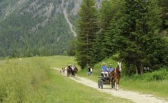 Viva il Parco - Cogne - Valle d'Aosta