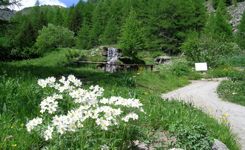 Giardino Botanico Alpino Paradisia Cogne